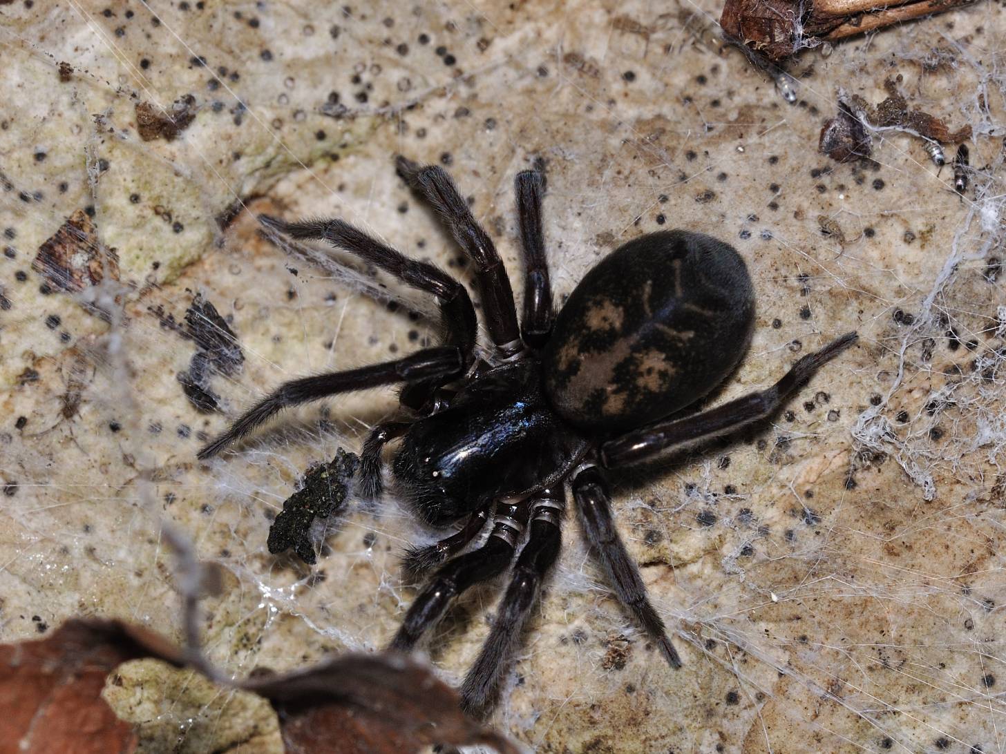 Amaurobius sp.